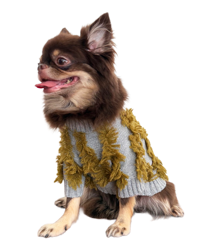 犬服グレー着用